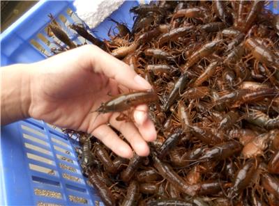 龙虾种苗价格 小龙虾苗多少钱一斤