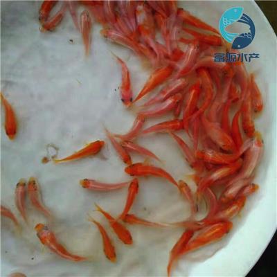 广州市富源水产鱼苗场供应的锦鲤鱼苗