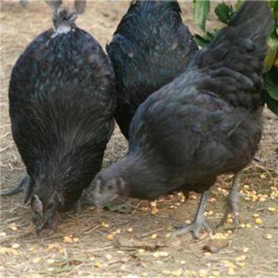 厂家纯五黑一绿鸡苗 纯种五黑鸡苗批发价格 五黑绿壳蛋鸡苗孵化场