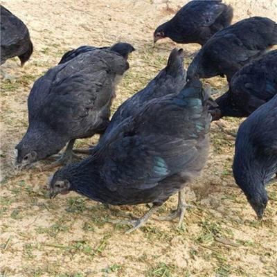 五黑鸡养殖技术 五黑鸡养殖基地 五黑鸡苗批发市场 孵化场五黑绿壳鸡苗
