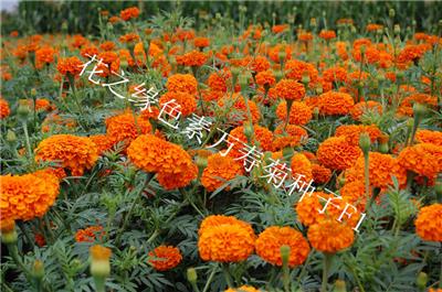 花之缘花卉杂交一代万寿菊种子 **色素提取，高产量万寿菊种子