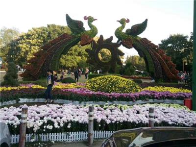 中山石岐绿雕 仿真造型 菊花文化节 多重优惠