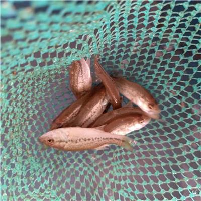 养殖方法和注意事项 贵阳室内养殖鲈鱼苗
