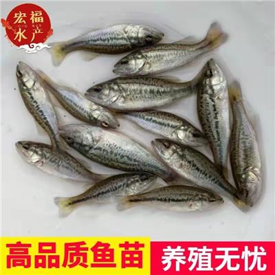 花鲈养殖 免费送货上门 广州工厂化养殖鲈鱼技术