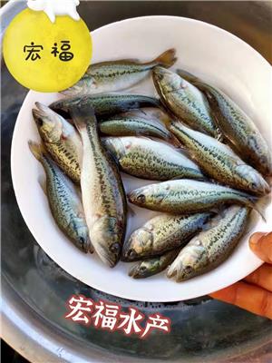 杭州工厂化养殖鲈鱼技术 寨花养殖