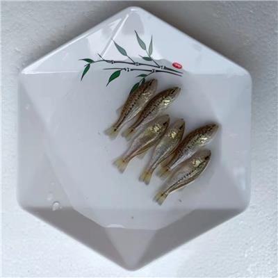 西安室内养殖鲈鱼技术 花鲈养殖