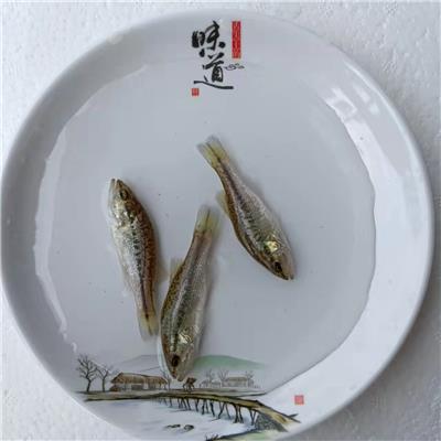 昆明鲈鱼 鲈板养殖