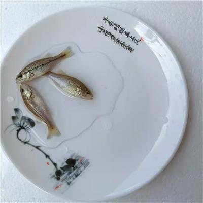 南京鲈鱼技术 鲈板养殖