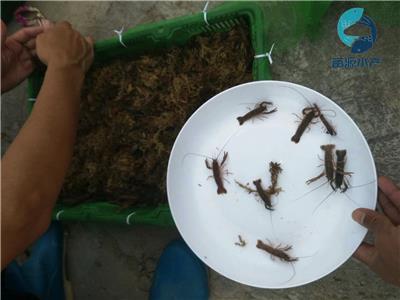 澳龙苗出售澳洲淡水龙虾苗批发澳洲龙虾苗养殖场