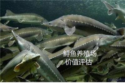重庆鱼塘经营损失评估水产养殖资产评估