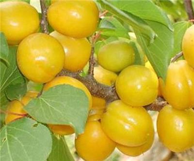 1公分杏树苗用途广泛、3公分杏树苗价格优惠