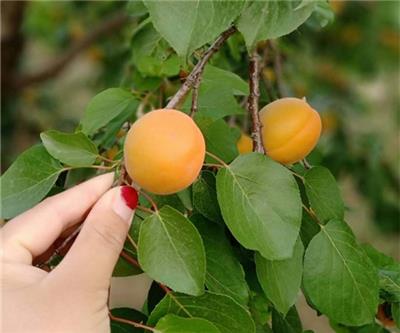 2公分杏树苗多少钱、6公分杏树苗苗圃直供