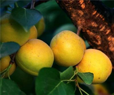 荷兰香蜜杏树苗价值高-1公分杏树苗才卖多少钱
