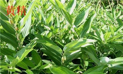 湖北鑫希望生态农业苍术种植，是农户发家致富的新途径