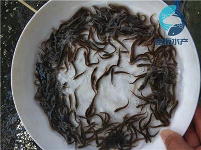 泥鳅鱼苗养殖基地泥鳅苗中国台湾泥鳅王