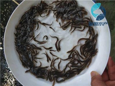 泥鳅苗供应中国台湾泥鳅苗批发价格泥鳅鱼苗出售