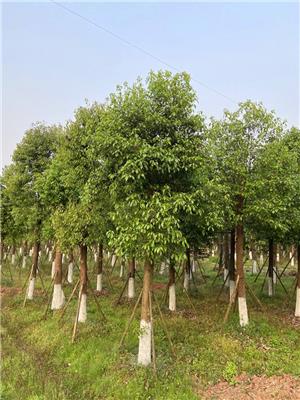 跃景园林供应20-40公分带头移植香樟 泸州基地直销价格实惠性价比高