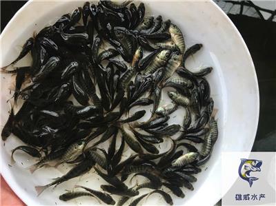 澳洲淡水龙虾苗批发澳龙苗出售澳洲龙虾苗养殖场