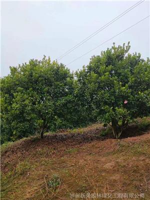10公分杨梅风景树苗圃种植基地供应 现场打号 指树挖树