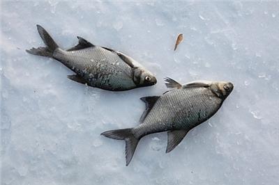 青岛冷冻鱼进口国外准入查询