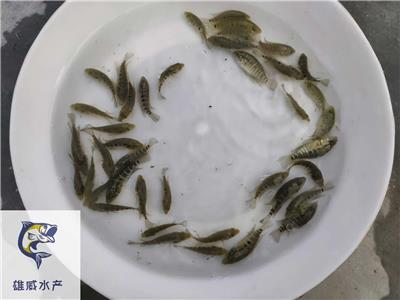 淡水石斑鱼苗批发价格老斑鱼苗出售珍珠花斑鱼苗出售