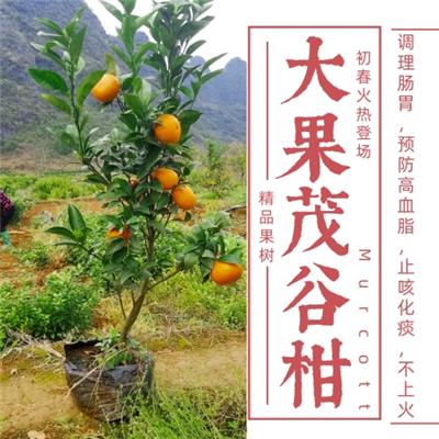 大果茂谷柑苗高产茂谷柑杯苗保证苗木纯度包教会包成活包技术