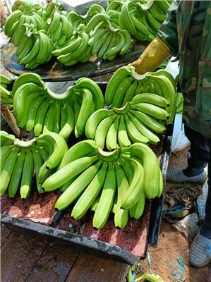 回收香蕉_广西香蕉回收公司