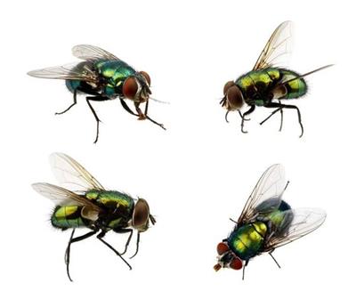 温州家庭灭苍蝇设备行业