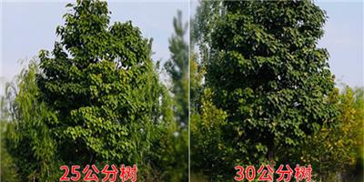 甘肃高质量小叶楸成活率高 客户至上 莱阳市绿森苗木种植供应