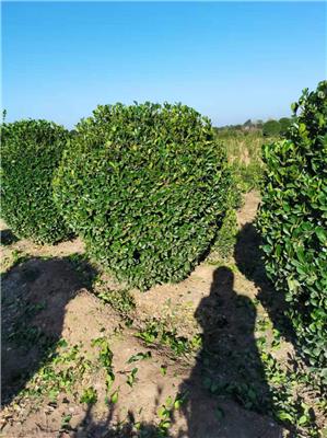 大叶黄杨基地 各种规格 基地直销大规模种植大叶黄杨