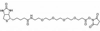 Biotin-PEG4-NHS Ester，459426-22-3