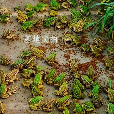 稻田养殖青蛙多少钱一斤
