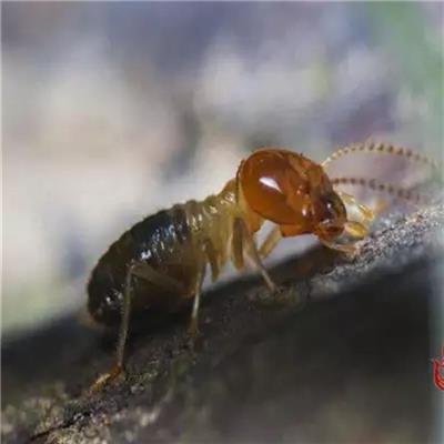 鄂州家庭白蚁防治-虫害防治