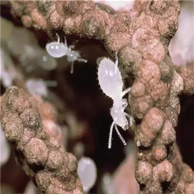大冶防治白蚁药物-虫害防治