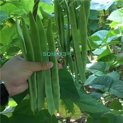 SQ绿龙3号三扁四季豆种子 架豆种子 芸豆种子 春秋栽培