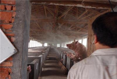 养猪场喷雾降温消臭设备养殖场雾喷系统设计规范及安装要求