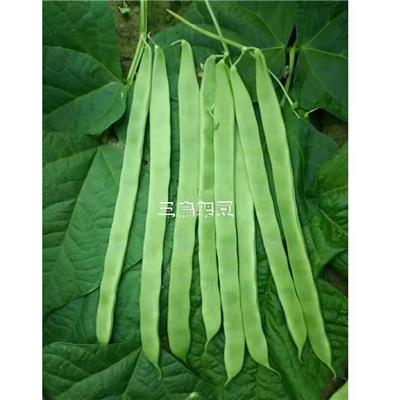 天龙21 三扁四季豆种子菜豆种子 早熟品种 春秋栽培 架豆种子 芸豆种子