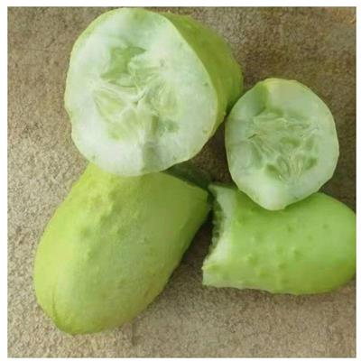 钰翡翠黄瓜种子 水果黄瓜 春秋栽培 绿白色 强雌黄瓜