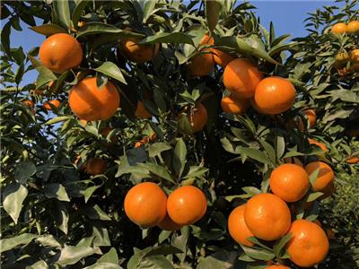 长春哪里有卖橘子树苗 诚信服务 浙江品禧瑞农业供应