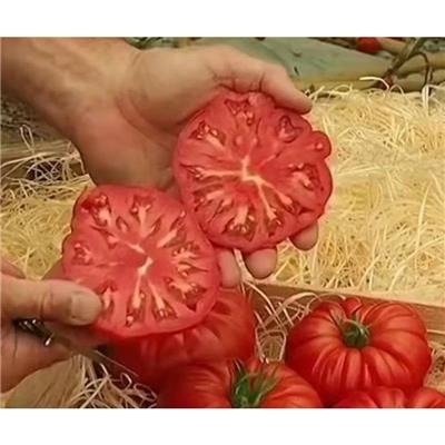 杂交 早熟 大红果 牛排番茄种子 越冬早春栽培