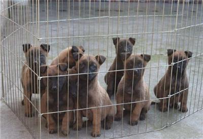 安徽铜陵供应杂交肉狗出售