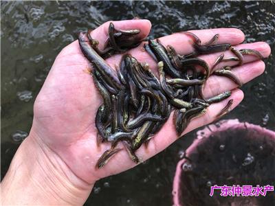 泥鳅苗养殖基地中国台湾泥鳅王泥鳅鱼苗成活率高的泥鳅鱼苗种苗批发价格