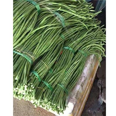 新翠龙B 翠绿豇豆种子长豇豆种子 豇豆基地种植