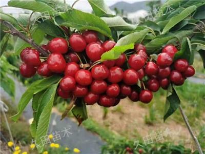 曲靖柿子苗基地 云南曲靖久田苗木基地供应