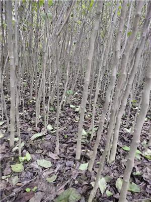 乐山杜仲苗种植基本 胶木