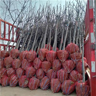 出售自家种植苹果苗 2-3-4苹果树