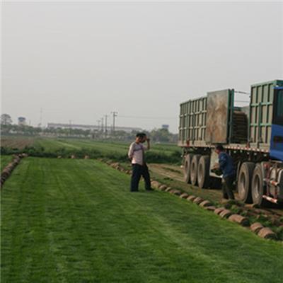 滁州英宏草坪 新乡销售绿化草坪
