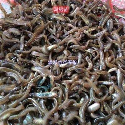 湖北中国台湾泥鳅苗渔场直销 泥鳅鱼苗质量 求购泥鳅鱼苗