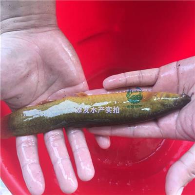 【泥鳅苗价格 】-泥鳅苗品种优良 泥鳅水花苗供应