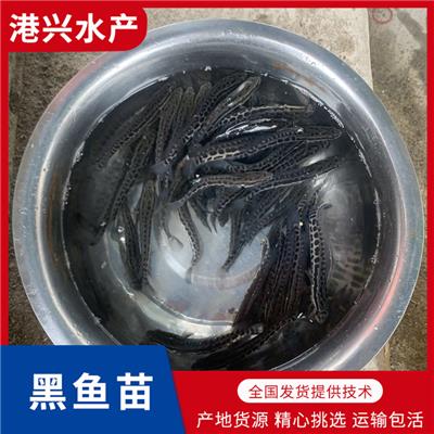 广州黑鱼苗养殖_多品种鱼苗供应-量大从优